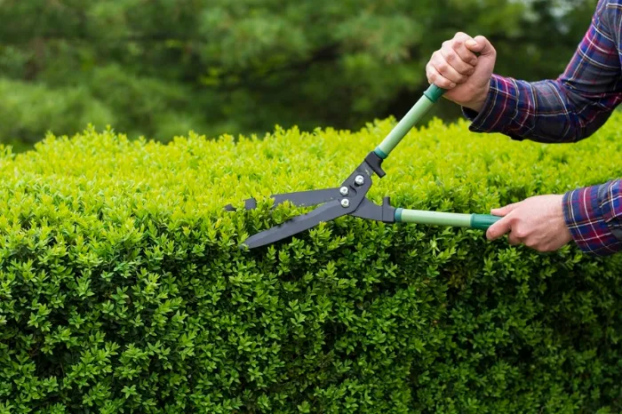 Quality Shrub Trimming
